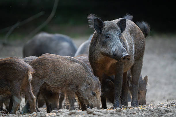 istock Vigilant mother wild boar with piglets 2235770279