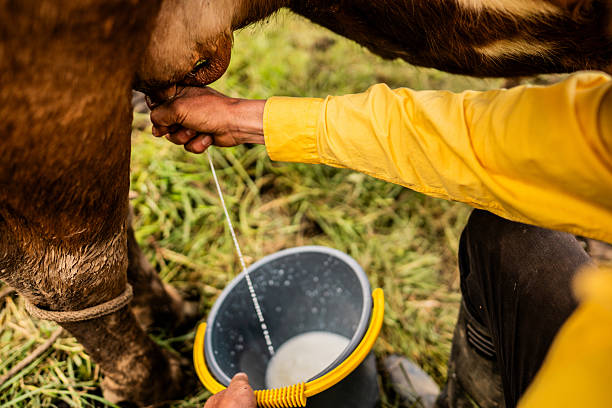 istock Farmer milking cow in agricultural setting 2235770397