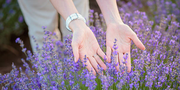 istock Female hands touching blooming lavender with love 2235770859