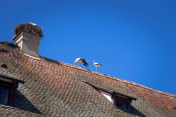 istock storks in their nest built on the roof 2235772444
