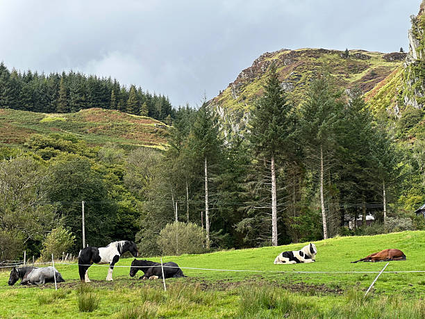istock Rural Pastoral Scene with Horses and Cows 2235772770