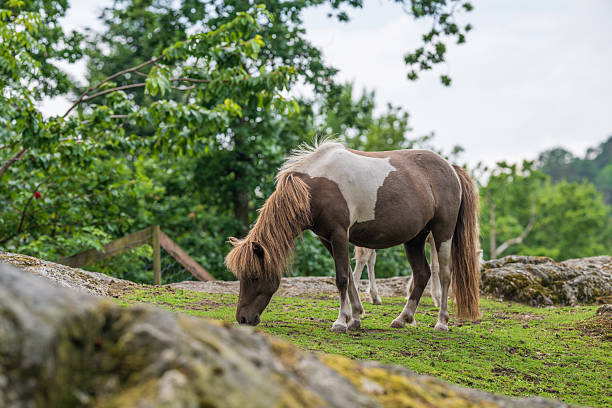 Fat and happy- small pony horse grazing on spring grass after a hard winter in rural Shropshire.