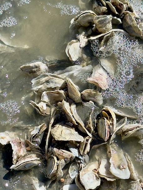Group of wild oysters at Boneyard Beach on Little Hunting Island