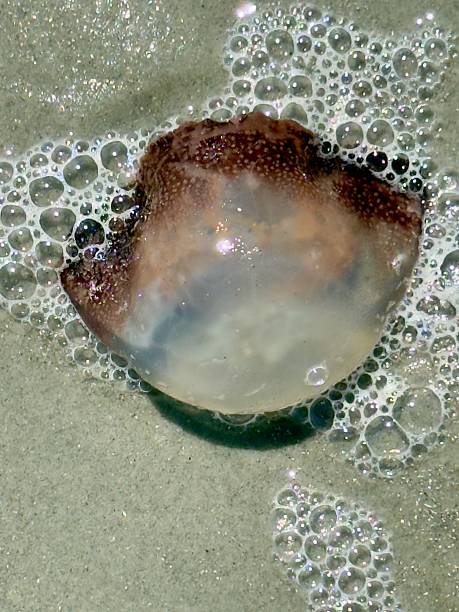 istock Jellyfish on Hunting Island Beach 2235773552