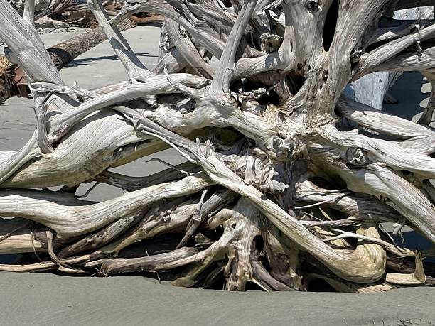 Dead trees and driftwood at Boneyard Beach on Little Hunting Island South Carolina