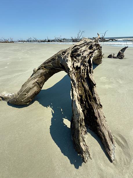 Driftwood and Dead trees at Boneyard Beach on Little Hunting Island South Carolina
