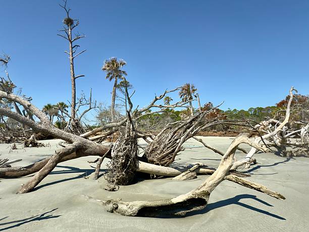 istock Hunting Island Boneyard Beach 2235773682