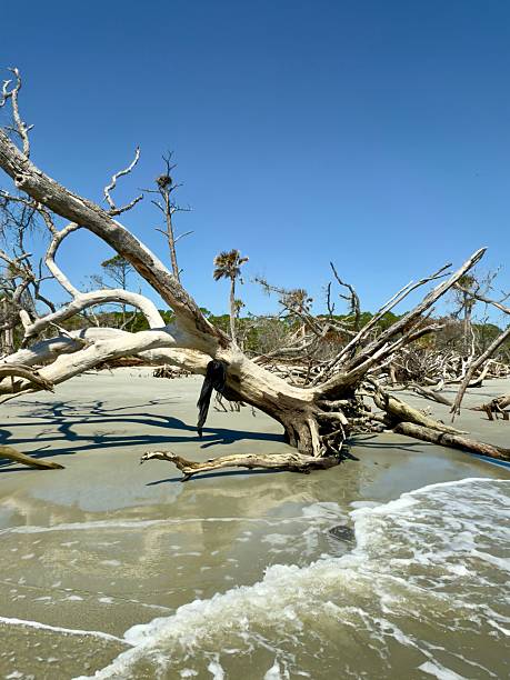 istock Hunting Island Boneyard Beach 2235773722