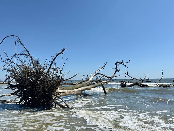 Dead trees at Boneyard Beach on Little Hunting Island South Carolina