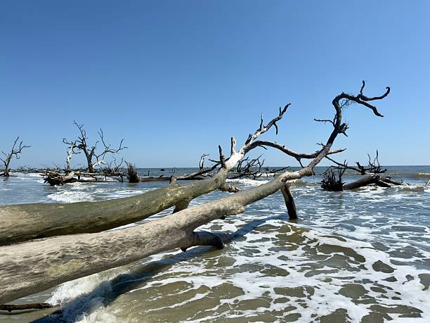 istock Hunting Island Boneyard Beach 2235773788