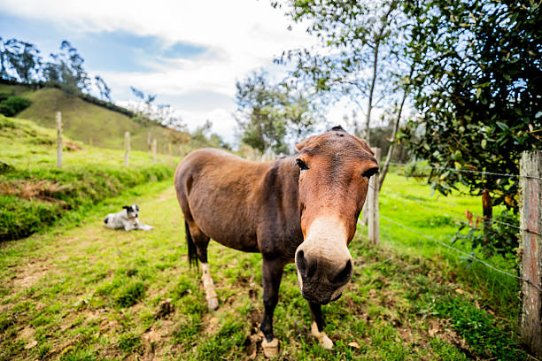 funny donkey on white background farm mammals animal