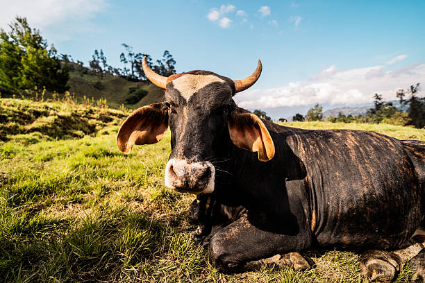 Portrait of a cow on a farm
