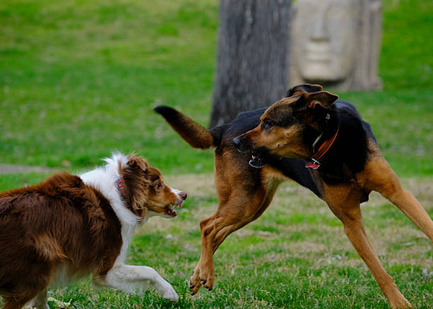 istock German Shepherd dog in a park 2235775193