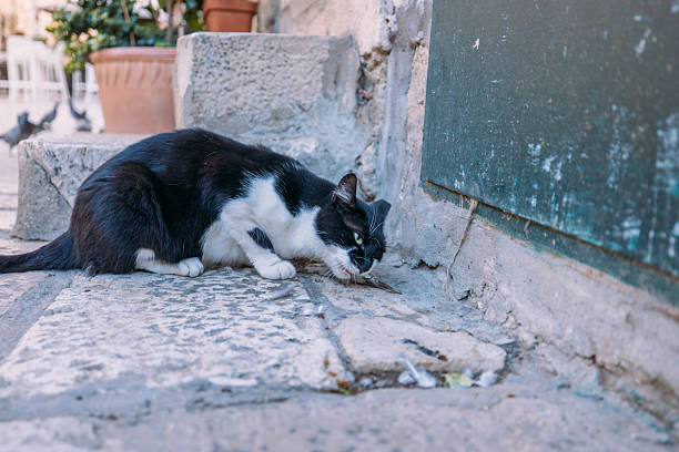 Black and white cat crouched on old stone pavement eating a small prey. Urban street scene with rustic walls and potted plants. Outdoor stray or pet cat hunting food.