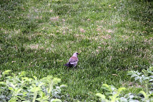 istock Bird in the green grass 2235777841