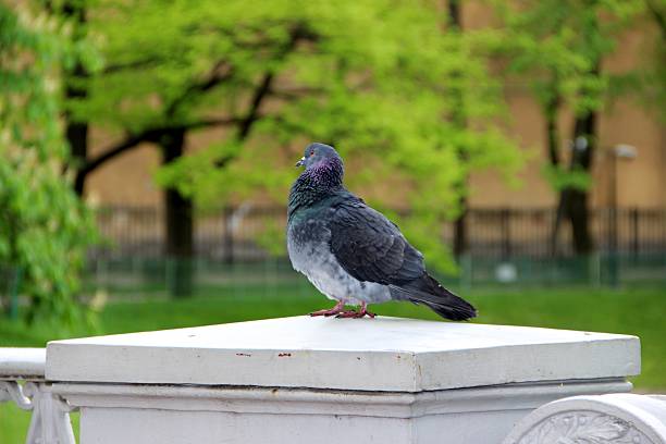 Pigeon perched on a stone structure with greenery in the background.