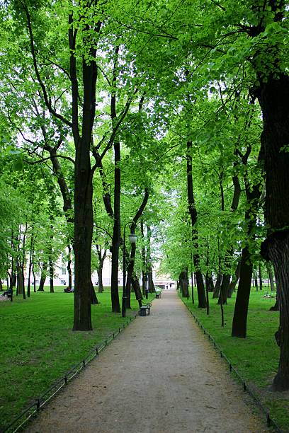 istock Pathway through lush park with tall trees and green foliage. 2235779672