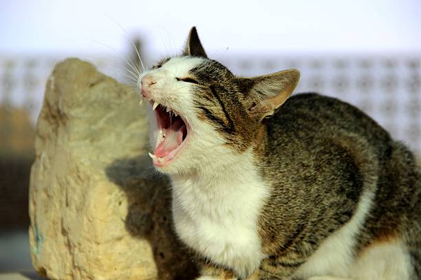 Cat sitting on a concrete block outdoors with stone and buildings in the background