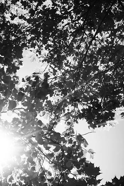 Low angle of tree against the sky