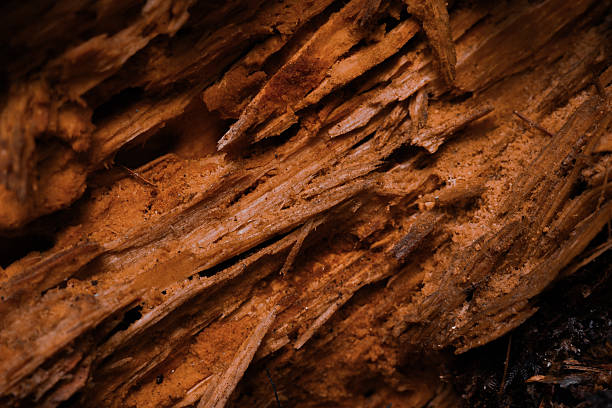 Moody macro shot of a rotten tree showing natural textures and decay.