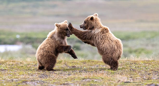 istock Coastal Brown Bear Cubs play fighting 2235780069