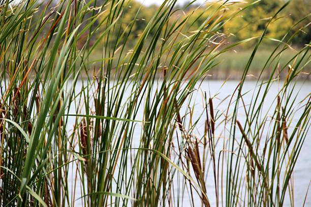 istock Sedge (reed) on the river bank on a windy day 2235780189