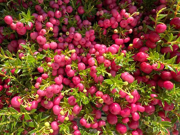 istock Gaultheria mucronata Pernettya mucronata, prickly heath, chaura, or murtillo plant with berries in the family Ericaceae 2235781501