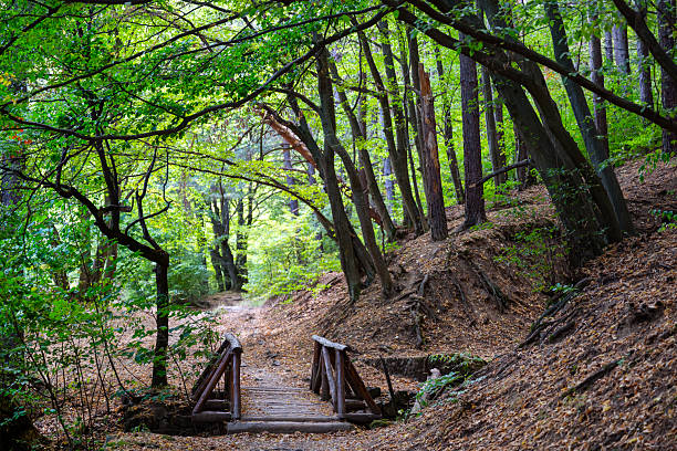 Green spring forest with wooden bridge in Vitosha Mountain, Bulgaria