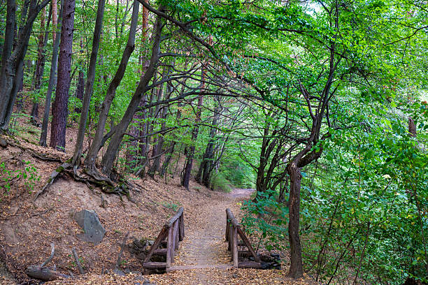 Green spring forest with wooden bridge in Vitosha Mountain, Bulgaria