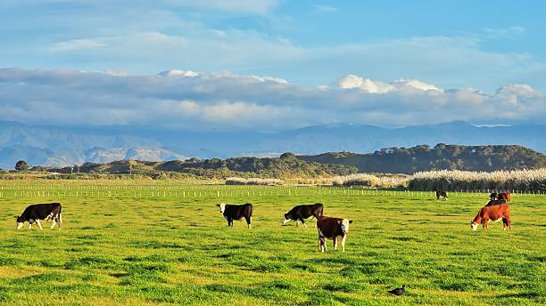 New Zealand Beef Farmland