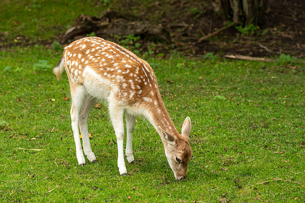 istock A beautiful young fallow deer with a light brown coat and white spots 2235782869