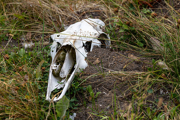 A weathered white animal skull rests partially buried in soil and surrounded by blades of wild green and brown grass.