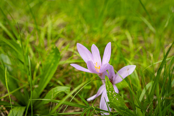Isolated purple wildflower in close-up, surrounded by vivid green grass blades. Bright petals and yellow stamens highlight the beauty of untouched nature.