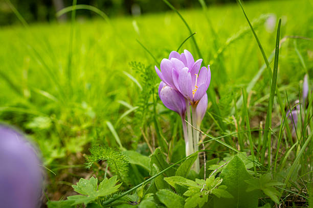 spring flower, pink blossoms, pink petals, violets flower, plant in the grass, grassland, spring, rain drops on blossom, pink and green, rainy, water drops on petal