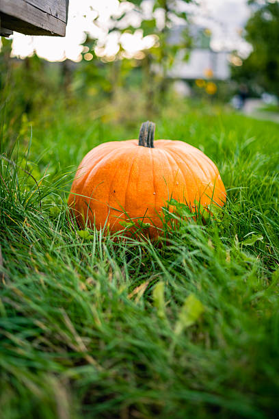 Large pumpkin placed on the ground in tall green grass. The bright orange fruit stands out vividly against the natural meadow background.