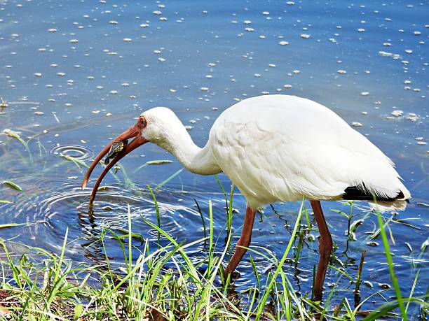 istock White Ibis (Eudocimus albus) - catching a young turtle in a lake 2235796854