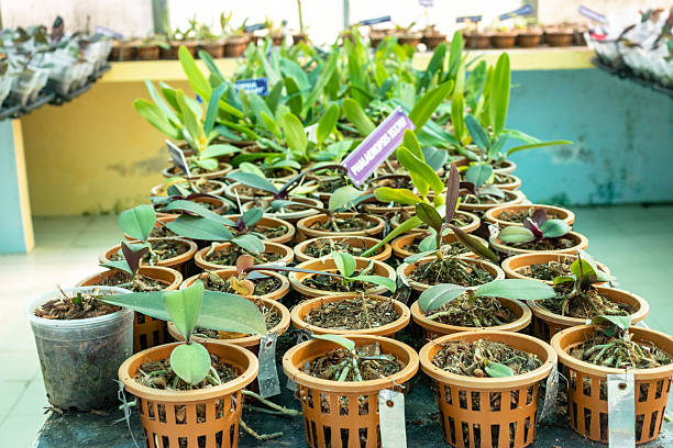 A controlled orchid greenhouse equipped with modern irrigation tanks, ventilation fans, and rows of potted orchid plants. The setup ensures proper temperature, humidity, and water supply for scientific research and sustainable horticulture. This image represents advanced greenhouse farming, plant research, and agricultural technology.