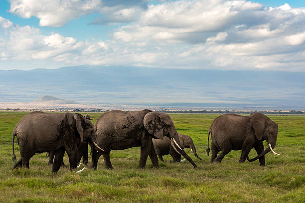 A group of African elephants moves together across the vast grassland, accompanied by a white egret at their side. This natural harmony highlights the quiet coexistence between species often witnessed during a safari.