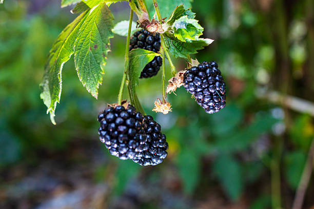 istock Ripe Blackberries Growing on a Bush Among Green Leaves 2235802797
