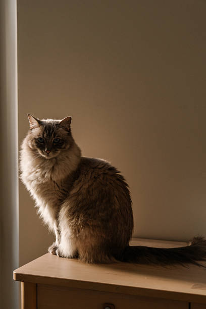 istock Fluffy ragdoll cat sitting on a dresser in sunset light. Minimal aesthetic composition. 2235804527