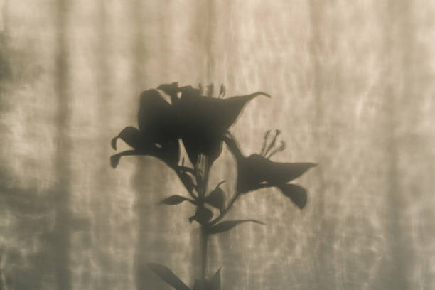 Shadow of lily branch on a light beige or white background in sunset light, minimal artistic composition.