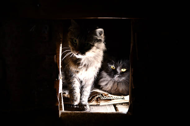 Turkish Van Domestic Cat, Mother and Kitten laying against Black Background