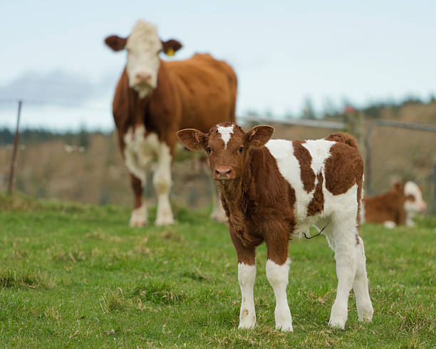 istock Cow and its calf, with a second calf in background. 2235807444