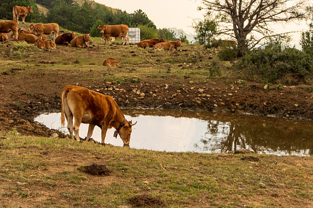 Cow standing in the river water. Brown cow cools off in the water during the summer