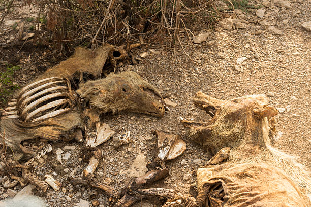 Wild boar and car encounter. Dilek peninsula national park