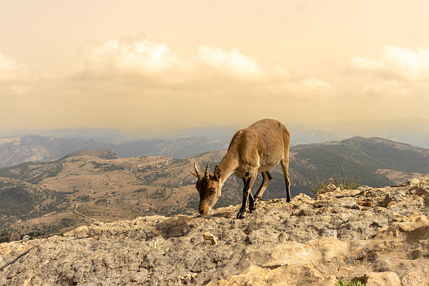 Fawn standing on rock on a bright Summer day