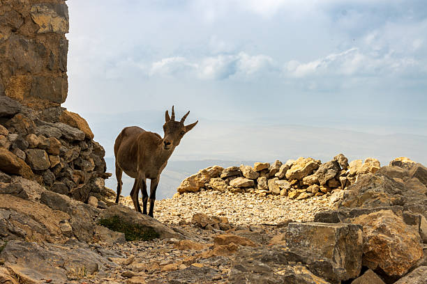 Nubian ibex standing on mountain ruins overlooking valley