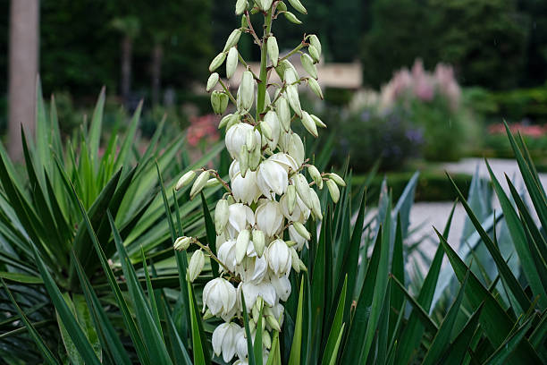 istock A striking close-up of a yucca plant's tall stalk, adorned with elegant white, bell-shaped flowers and closed buds. 2235810314