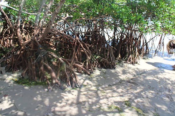 istock Mangrove Forest In A Lagoon With White Sand And A Green Background. 2235810461