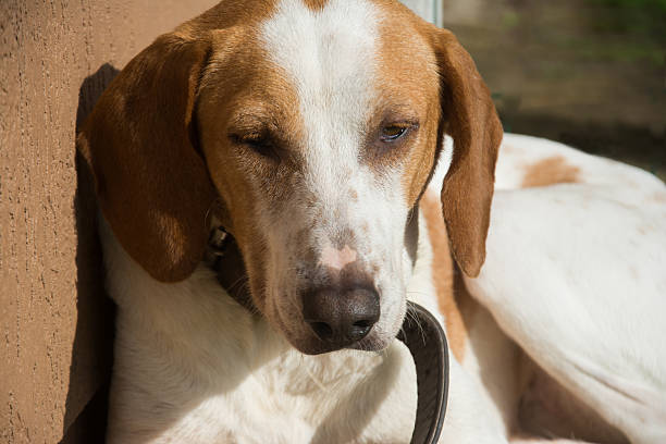 Handsome dog sitting on the ground and looking at the camera